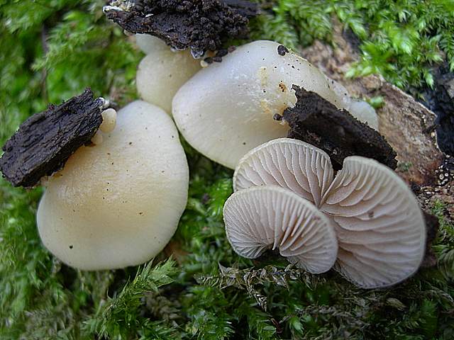 Nel  Regno  della  Jurana